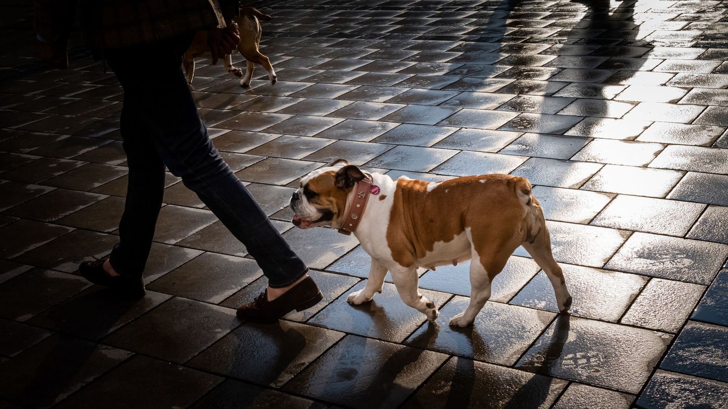 Zwei Frauen sind über den Kauf eines Hundes in Waren (Müritz) aneinander geraten. (Symbolbild) Foto: Peter Kneffel/dpa