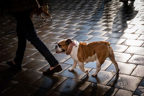 Zwei Frauen sind über den Kauf eines Hundes in Waren (Müritz) aneinander geraten. (Symbolbild) Foto: Peter Kneffel/dpa