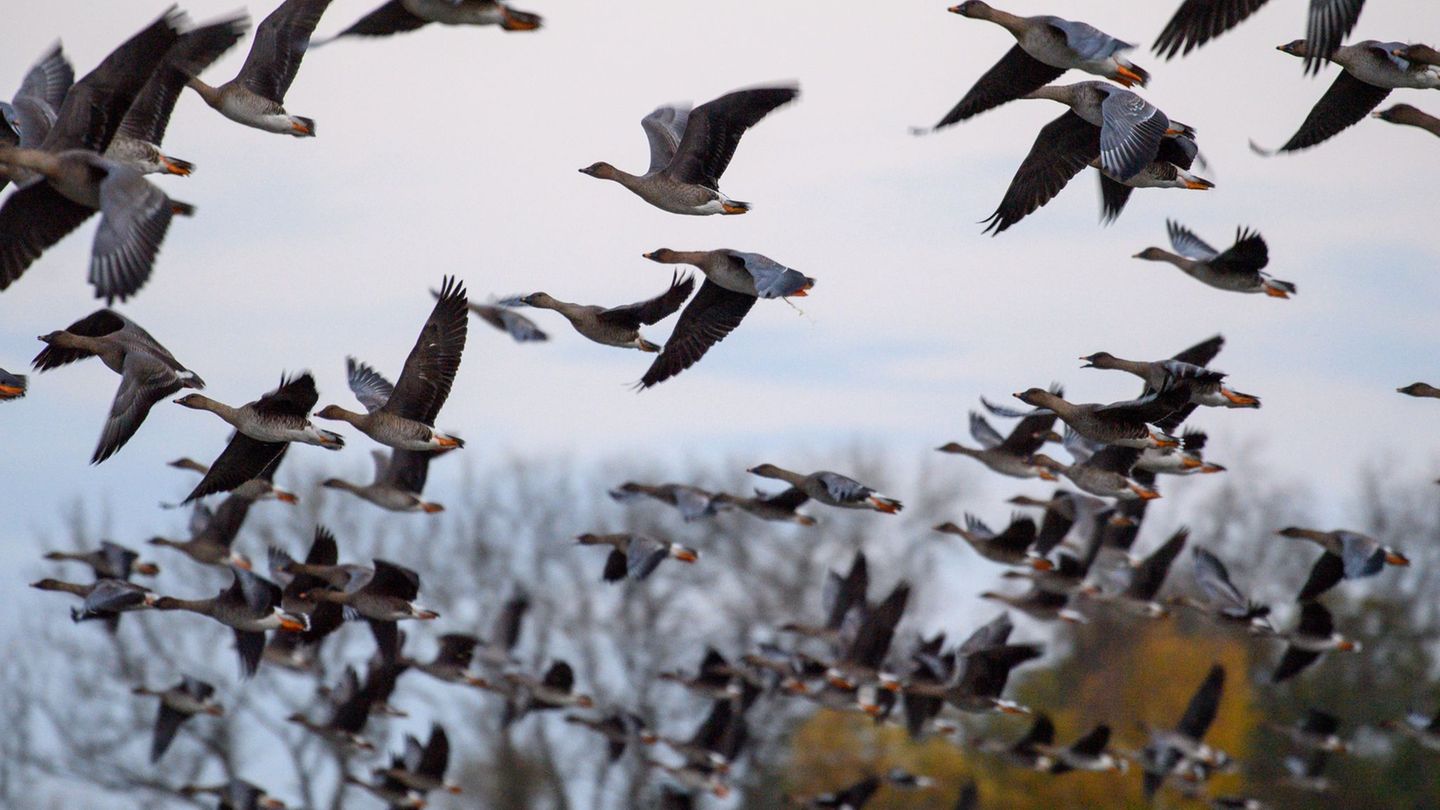 Mit dem Vogelzug erhöht sich alljährlich im Herbst die Gefahr, dass auch das Vogelgrippe-Virus eingeschleppt wird. (Symbolbild)