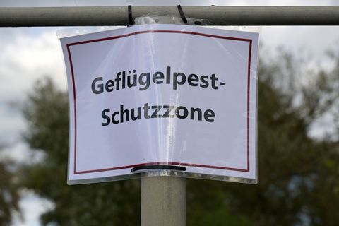 Geflügelhalter müssen nach dem Auftreten eines weiteren Falls von Geflügelpest weiter mit Einschränkungen leben. (Archivfoto) Fo
