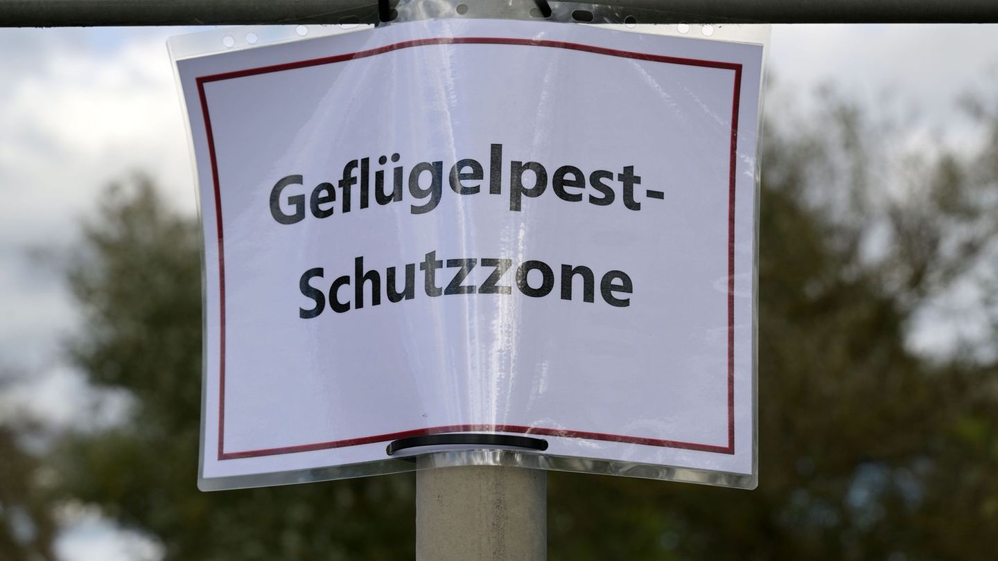 Geflügelhalter müssen nach dem Auftreten eines weiteren Falls von Geflügelpest weiter mit Einschränkungen leben. (Archivfoto) Fo