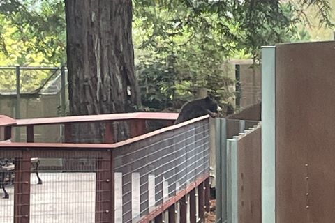 Bär bricht in Zoo ein