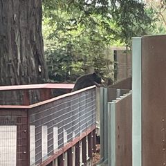 Bär bricht in Zoo ein