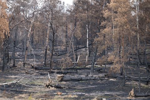Wälder wie die Gohrischheide sind nach militärischer Nutzung durch Munition im Boden belastet. (Archivbild) Foto: Sebastian Kahn