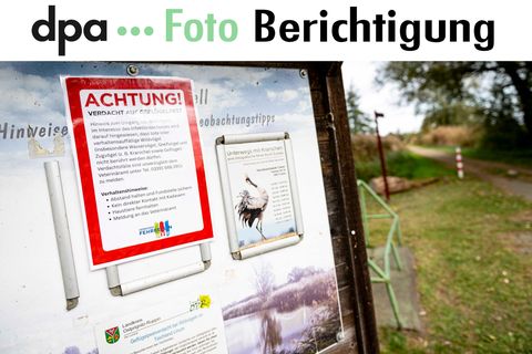 An der Vogelgrippe sind bereits viele Kraniche an den Linumer Teichen bei Fehrbellin (Kreis Ostprignitz-Ruppin) gestorben. Foto: