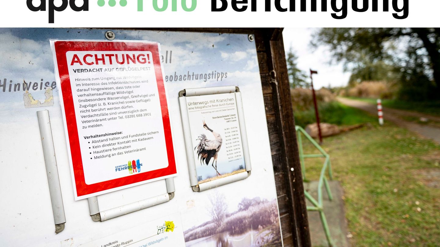 An der Vogelgrippe sind bereits viele Kraniche an den Linumer Teichen bei Fehrbellin (Kreis Ostprignitz-Ruppin) gestorben. Foto: