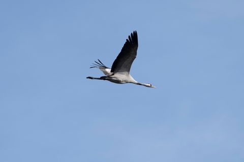 Er fliegt noch - um die 1.000 Kraniche sind an den Linumer Teichen wegen der Vogelgrippe aber bereits gestorben. Foto: Fabian So