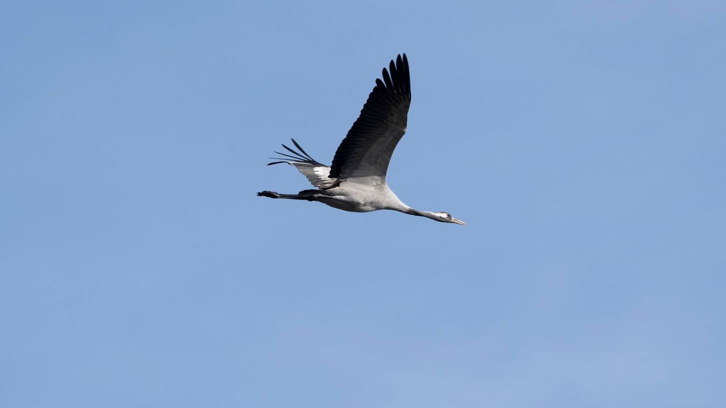Er fliegt noch - um die 1.000 Kraniche sind an den Linumer Teichen wegen der Vogelgrippe aber bereits gestorben. Foto: Fabian So