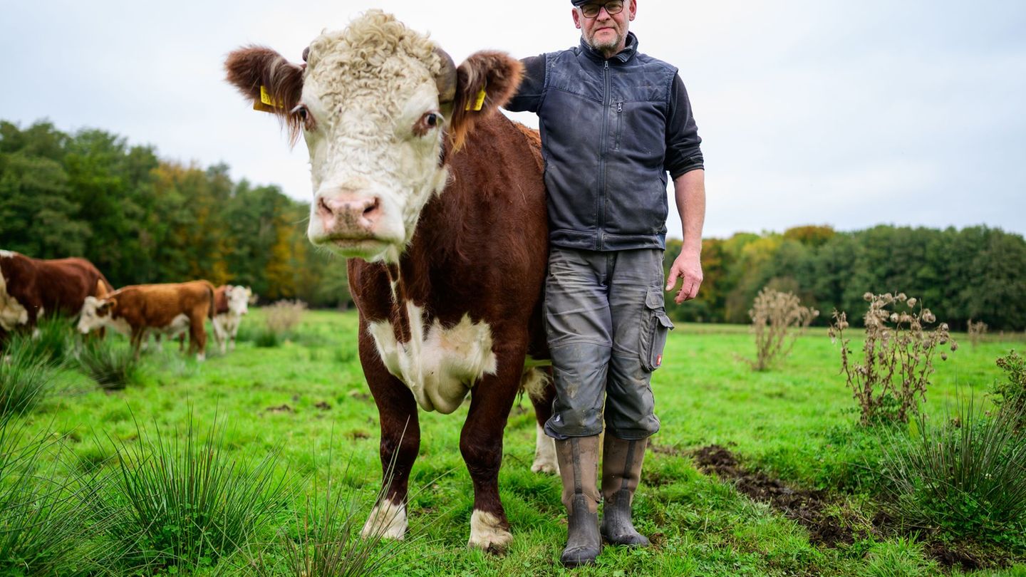 Alexander Schmidt, Rinderzüchter, steht auf einer Wiese neben dem Hereford-Rind mit dem Namen Simba. Foto: Philipp Schulze/dpa