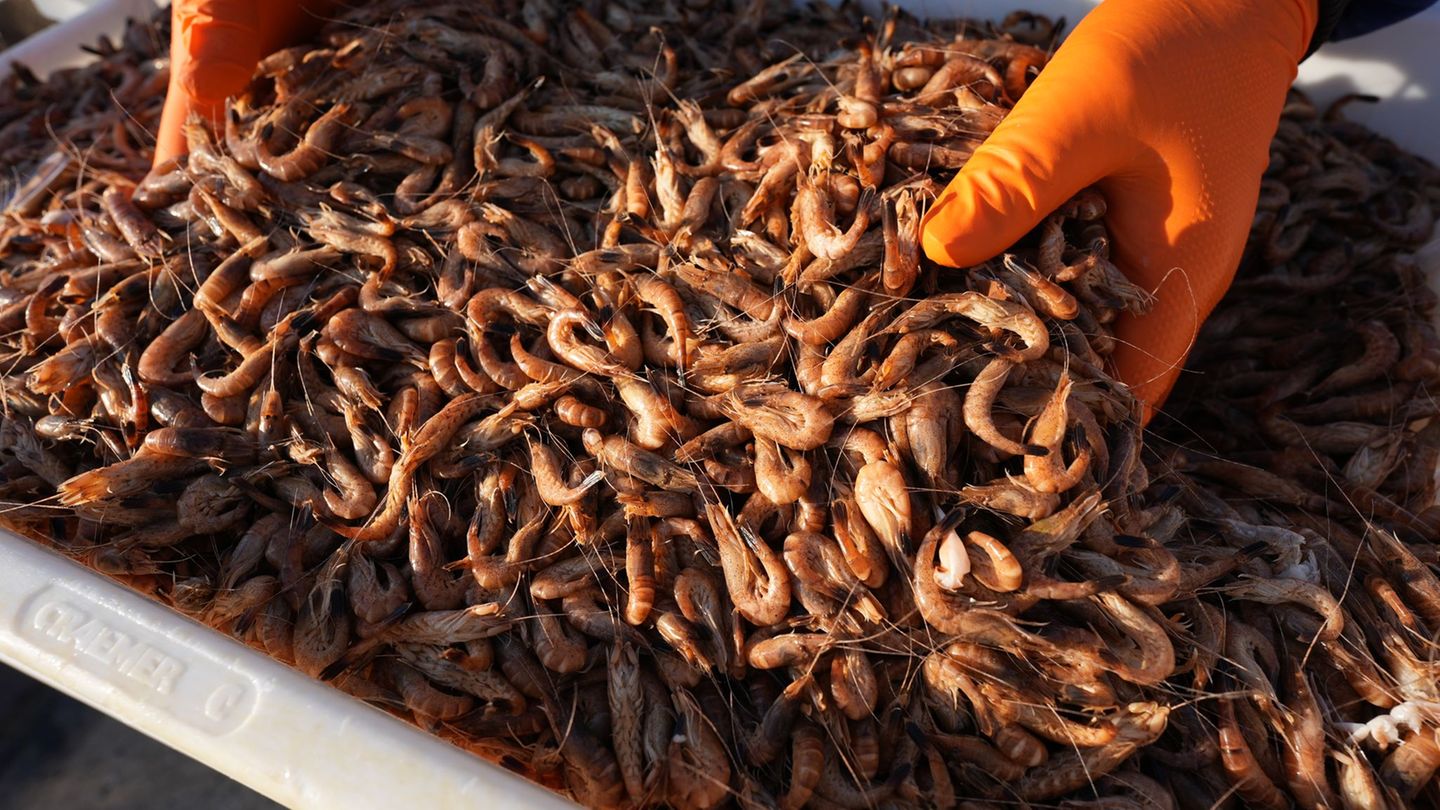 Die Krabbenfischer in Schleswig-Holstein sind erleichtert über eine gute Fangsaison. Foto: Marcus Brandt/dpa