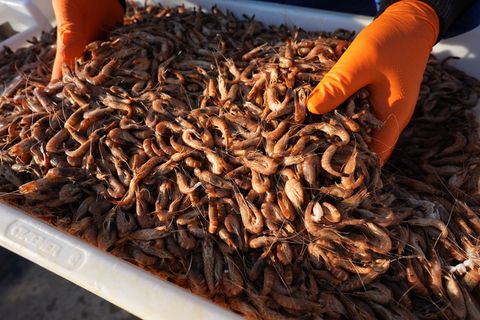 Die Krabbenfischer in Schleswig-Holstein sind erleichtert über eine gute Fangsaison. Foto: Marcus Brandt/dpa