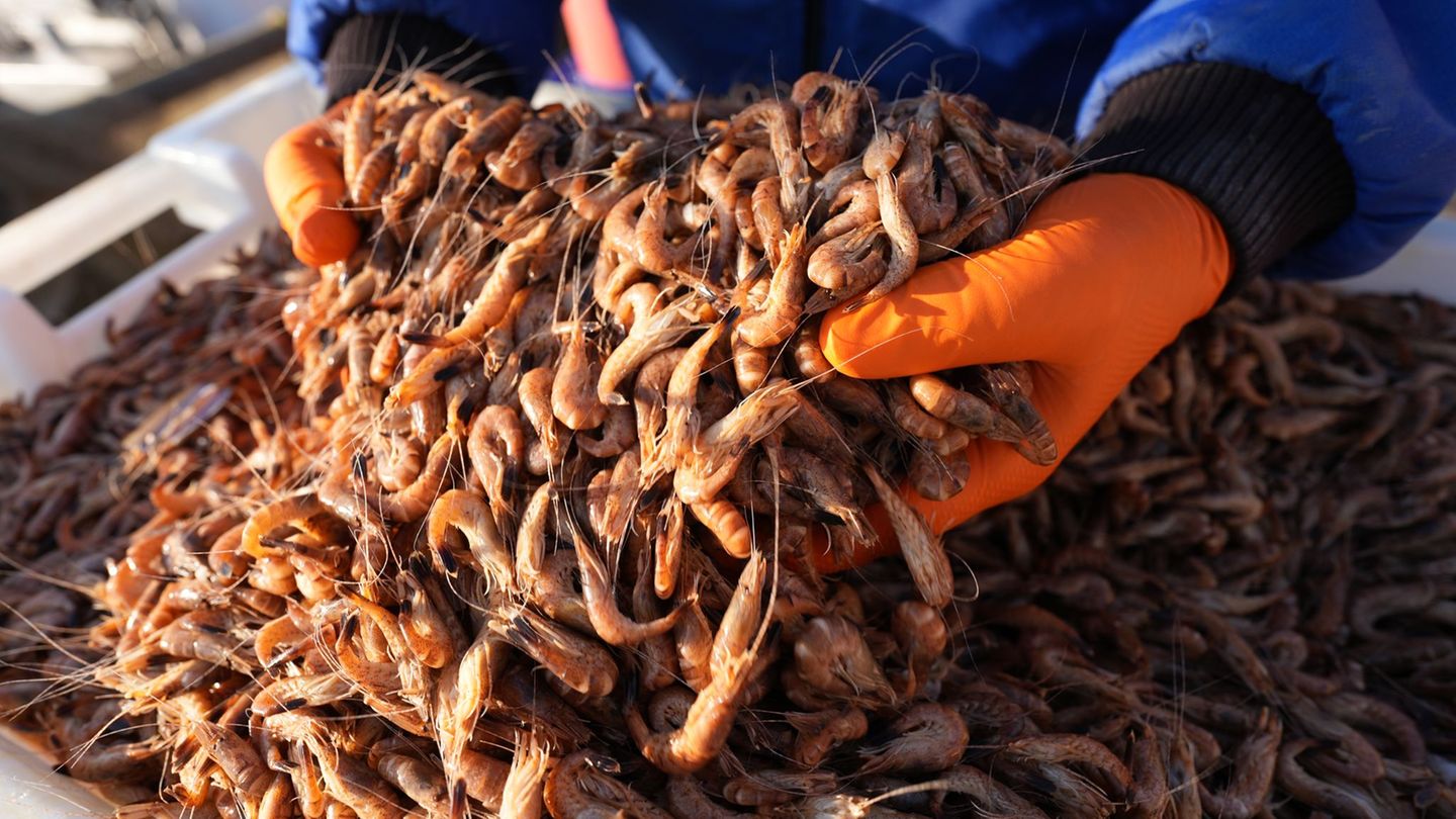 Die Krabbenfischer sind erleichtert, dass sie wieder mehr Krabben fangen. (Archivfoto) Foto: Marcus Brandt/dpa