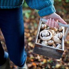Frau mit Korb beim Pilzesammeln