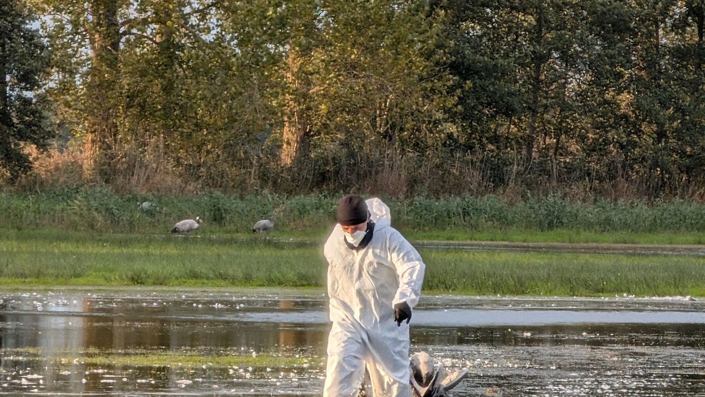 Ein Helfer zieht im Linumer Teichland einen toten Kranich aus dem Wasser, der an der Vogelgrippe gestorben ist. (Foto Handout) F Ein Helfer zieht im Linumer Teichland einen toten Kranich aus dem Wasser, der an der Vogelgrippe gestorben ist. (Foto Handout) F