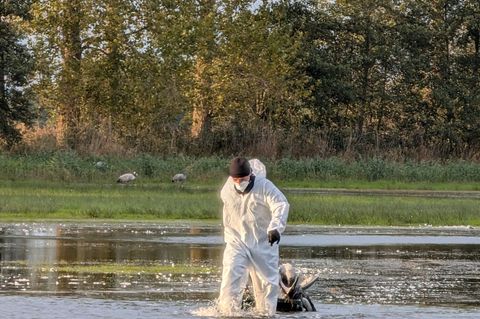 Ein Helfer zieht im Linumer Teichland einen toten Kranich aus dem Wasser, der an der Vogelgrippe gestorben ist. (Foto Handout) F