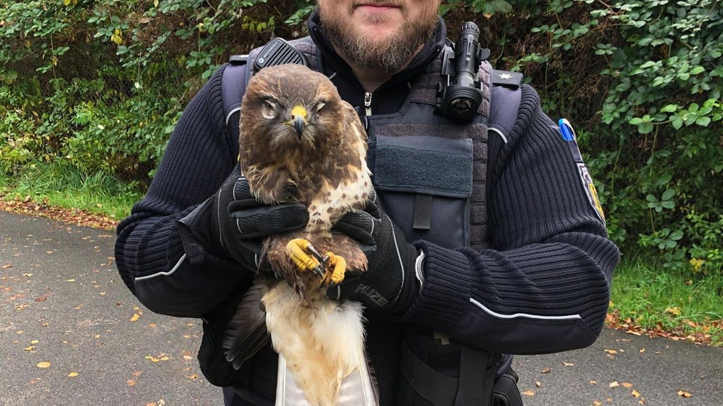 Das Tier war vermutlich auf der A23 mit einem Fahrzeug zusammengestoßen, es hatte aber keine gebrochenen Flügel. Foto: -/Bundesp