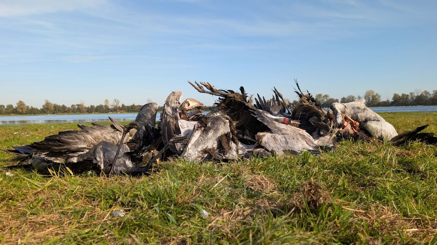 Von einem Massensterben bei Kranichen im Linumer Teichland ist die Rede. Foto: Nobert Schneeweiß/Artenkompetenzzentrum Rhinluch/