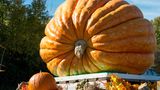 Gut zu wissen: Der Riesen-Kürbis trägt es schon in seinem Namen: Cucurbita maxima heißt die Art, die wahre Giganten hervorbringt. Bis zu einer Tonne wiegen die schwersten Exemplare. Nur wer es liebevoll umsorgt, bringt ein solches Exemplar zustande. Alljährlich werden die Größten der Größten in vielen Ländern und auch europaweit prämiert. Das Saatgut der Giganten kann durchaus gigantische Preise erzielen. Ausgehöhlt dienen die Riesen-Kürbisse auch mancherorts als Boote, in denen ihre Besitzer um die Wette paddeln Der Riesen-Kürbis trägt es schon in seinem Namen: Cucurbita maxima heißt die Art, die wahre Giganten hervorbringt. Bis zu einer Tonne wiegen die schwersten Exemplare. Nur wer es liebevoll umsorgt, bringt ein solches Exemplar zustande. Alljährlich werden die Größten der Größten in vielen Ländern und auch europaweit prämiert. Das Saatgut der Giganten kann durchaus gigantische Preise erzielen. Ausgehöhlt dienen die Riesen-Kürbisse auch mancherorts als Boote, in denen ihre Besitzer um die Wette paddeln