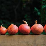 Kürbis sechs kleine Hokkaidos in einer Reihe