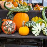 Kürbis unterschiedliche Zierkürbisse