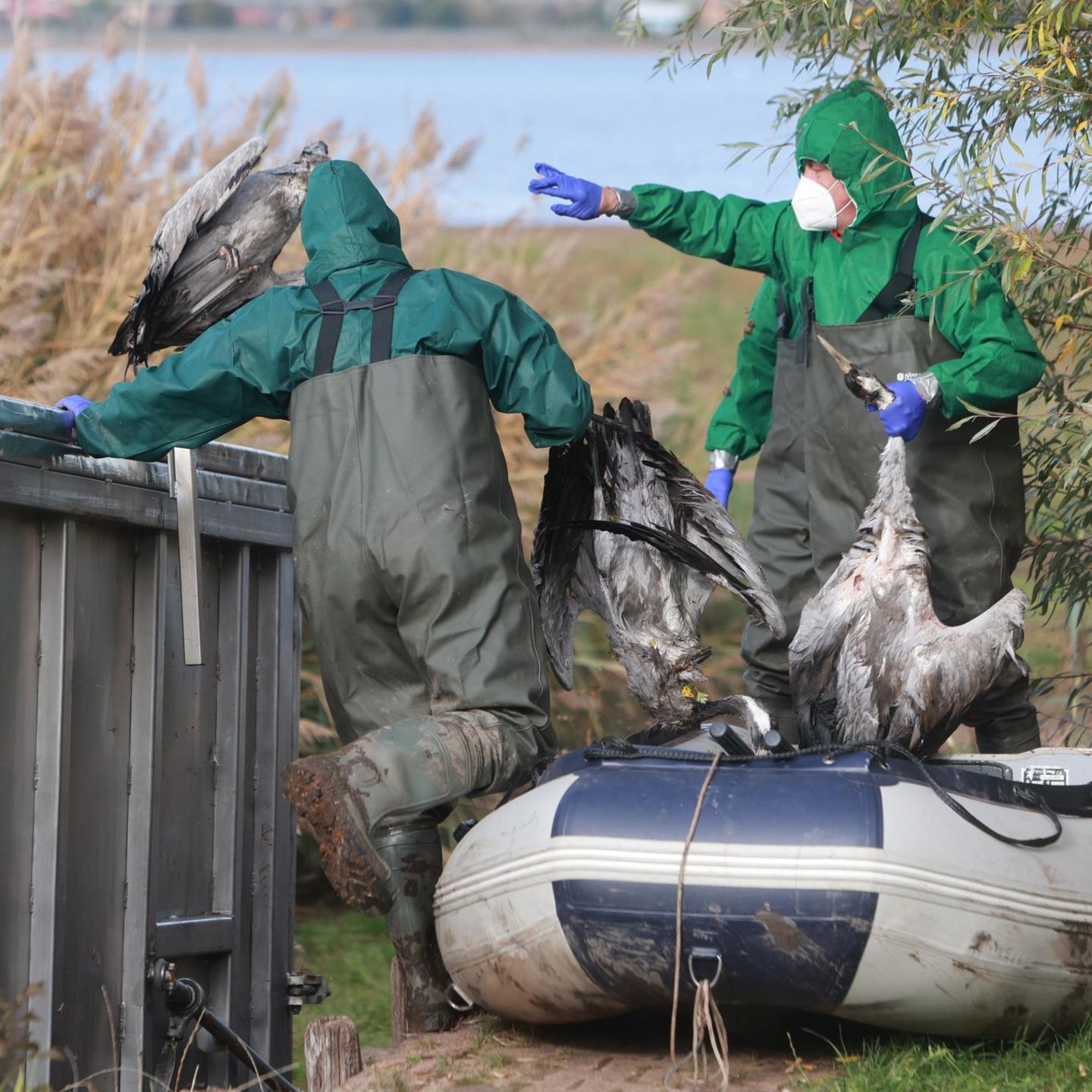 In den deutschen Rastgebieten der Kraniche sterben derzeit viele Tiere an der Vogelgrippe