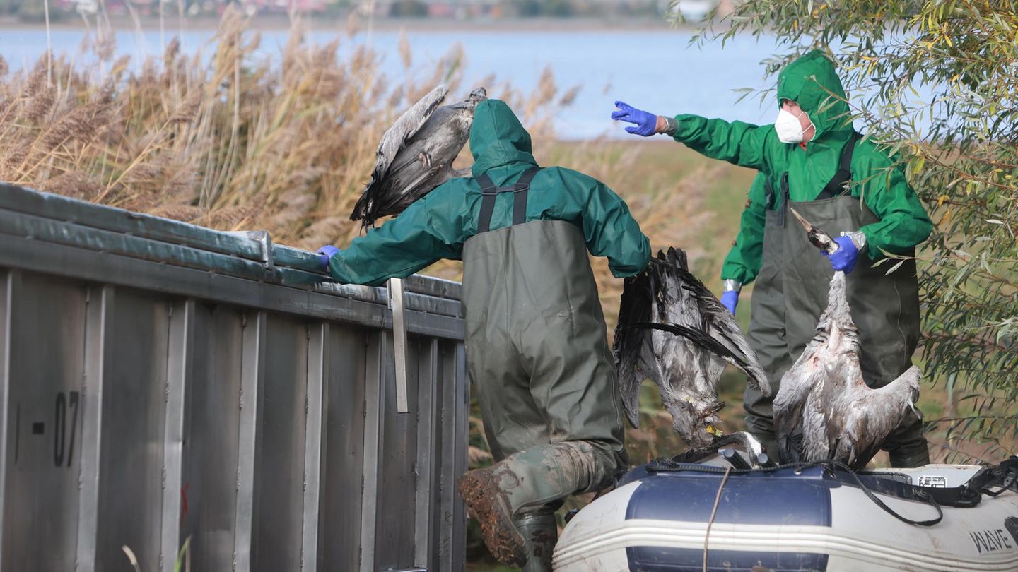 In den deutschen Rastgebieten der Kraniche sterben derzeit viele Tiere an der Vogelgrippe