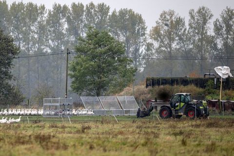 Um die 5.000 Gänse des Spargelhofs Kremmen müssen wegen der Vogelgrippe getötet werden. Sie kommen zunächst in Gitterboxen. Foto