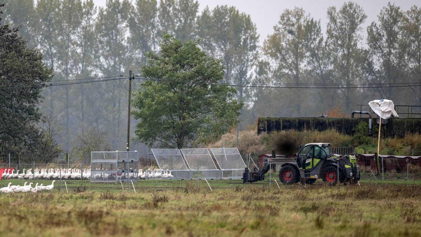 Um die 5.000 Gänse des Spargelhofs Kremmen müssen wegen der Vogelgrippe getötet werden. Sie kommen zunächst in Gitterboxen. Foto