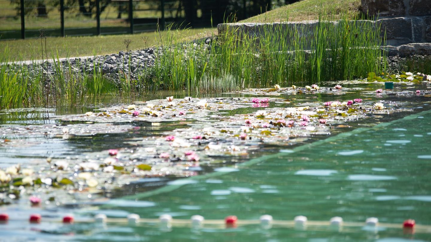 In dem von einer Quelle gespeisten Freibad wird auf den Einsatz von Chlor verzichtet. Das Naturbad wurde mit dem Spar-Euro des B
