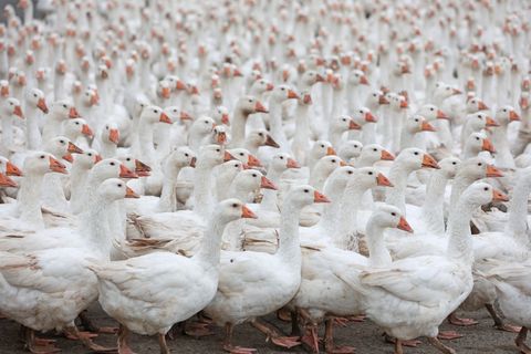 Die Tierschutzstiftung Vier Pfoten fordert kleinere Geflügel-Bestände in den Betrieben, um bei Seuchenausbrüchen die Zahl der No