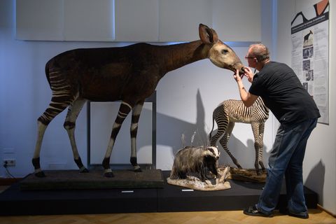 Peter Chwalisz ist eigentlich seit zweieinhalb Jahren im Ruhestand. Für die Sonderausstellung kam er noch einmal zurück. Foto: K