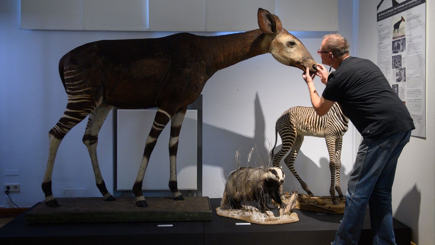 Peter Chwalisz ist eigentlich seit zweieinhalb Jahren im Ruhestand. Für die Sonderausstellung kam er noch einmal zurück. Foto: K