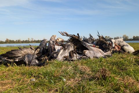 Artenschützer sprechen von einem massenhaften Kranich-Sterben wegen der Vogelgrippe. Foto: Nobert Schneeweiß/Artenkompetenzzentr