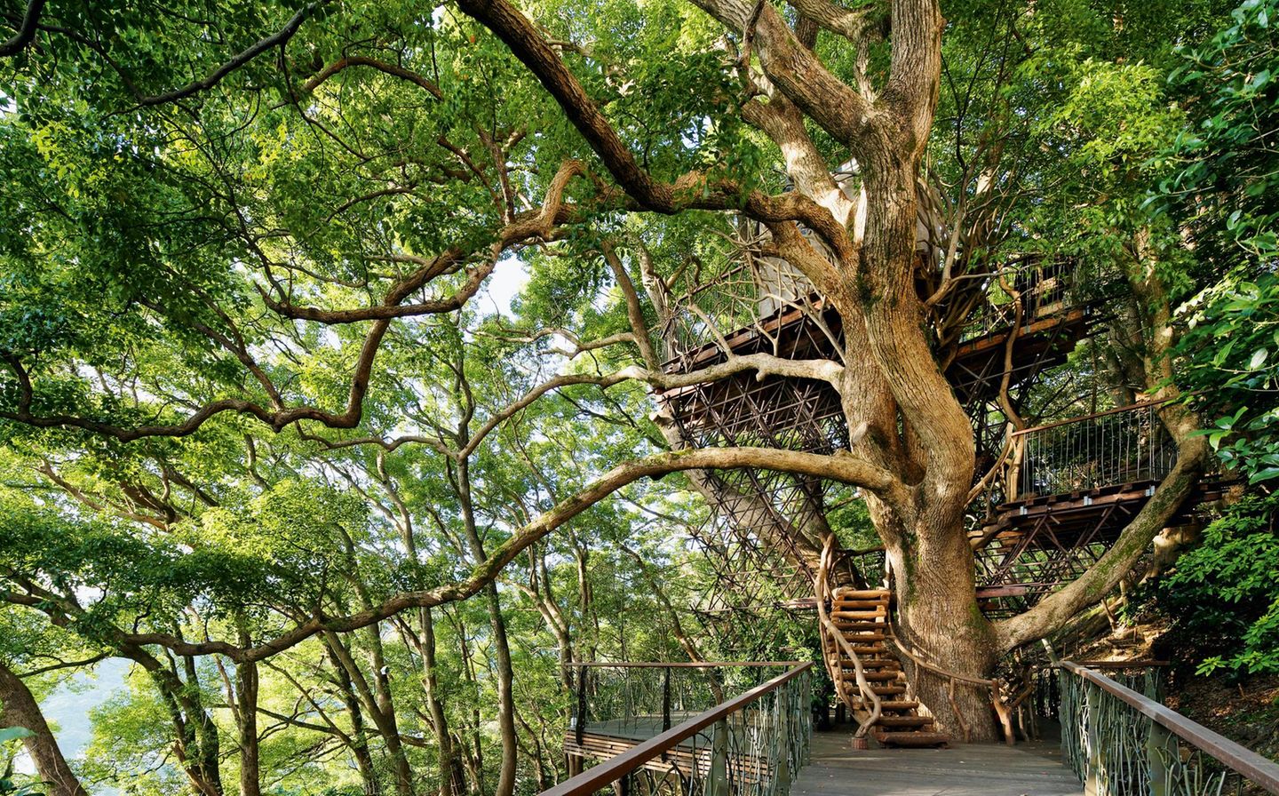 Kusu Kusu Tree House  Takashi Kobayashi & Treehouse Creations  AtamiI, Shizuoka, Japan, 2014  Grundfläche: 9,97 qm  Kunde: Hoshino Resorts   Zusammenarbeit: Hiroshi Nakamura & NAP, Arup  Takashi Kobayashi, einer der weltweit renommiertesten Baumhausbauer, hat eine Vorliebe für Bäume, die eine persönliche Verbindung wecken. Zum Glück für die Betreiber eines Ferienresorts in der japanischen Stadt Atami steht auf ihrem Grundstück an einem Hang ein dreihundert Jahre alter Kampferbaum, der die Begeisterung des autodidaktischen Handwerkers weckte.