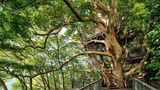 Kusu Kusu Tree House  Takashi Kobayashi & Treehouse Creations  AtamiI, Shizuoka, Japan, 2014  Grundfläche: 9,97 qm  Kunde: Hoshino Resorts   Zusammenarbeit: Hiroshi Nakamura & NAP, Arup  Takashi Kobayashi, einer der weltweit renommiertesten Baumhausbauer, hat eine Vorliebe für Bäume, die eine persönliche Verbindung wecken. Zum Glück für die Betreiber eines Ferienresorts in der japanischen Stadt Atami steht auf ihrem Grundstück an einem Hang ein dreihundert Jahre alter Kampferbaum, der die Begeisterung des autodidaktischen Handwerkers weckte.