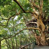 Kusu Kusu Tree House  Takashi Kobayashi & Treehouse Creations  AtamiI, Shizuoka, Japan, 2014  Grundfläche: 9,97 qm  Kunde: Hoshino Resorts   Zusammenarbeit: Hiroshi Nakamura & NAP, Arup  Takashi Kobayashi, einer der weltweit renommiertesten Baumhausbauer, hat eine Vorliebe für Bäume, die eine persönliche Verbindung wecken. Zum Glück für die Betreiber eines Ferienresorts in der japanischen Stadt Atami steht auf ihrem Grundstück an einem Hang ein dreihundert Jahre alter Kampferbaum, der die Begeisterung des autodidaktischen Handwerkers weckte.