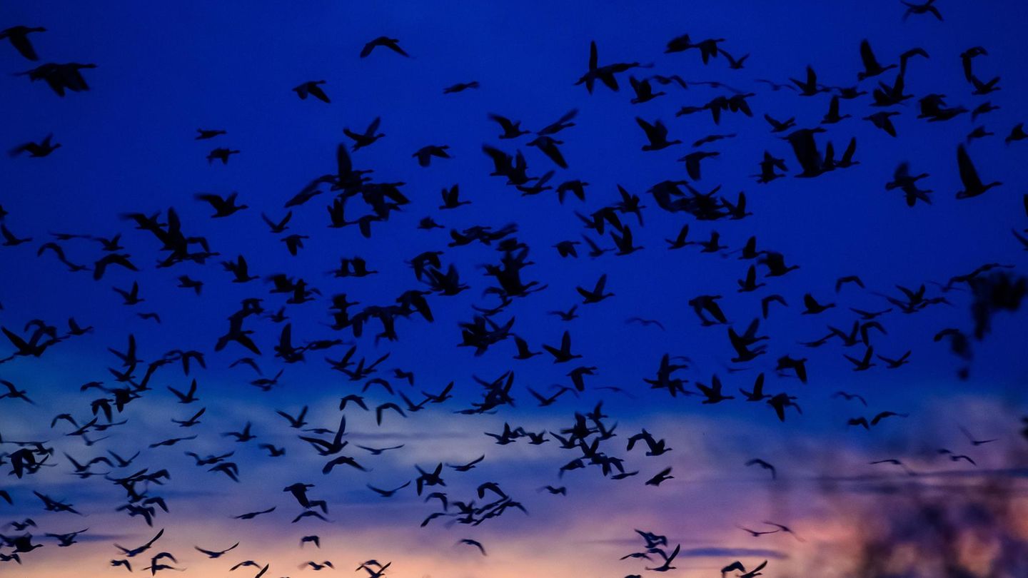 23. Oktober: Zugvögel Gänse fliegen am Morgen am Himmel über der Flachwasserzone