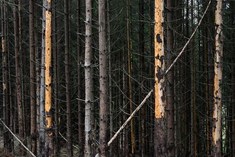 Der Besuch von Wäldern kann bei Sturm gefährlich sein. (Symbolbild) Foto: Uwe Zucchi/dpa