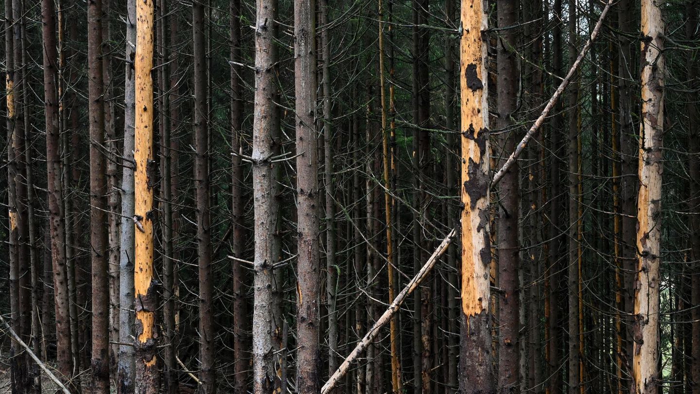 Der Besuch von Wäldern kann bei Sturm gefährlich sein. (Symbolbild) Foto: Uwe Zucchi/dpa