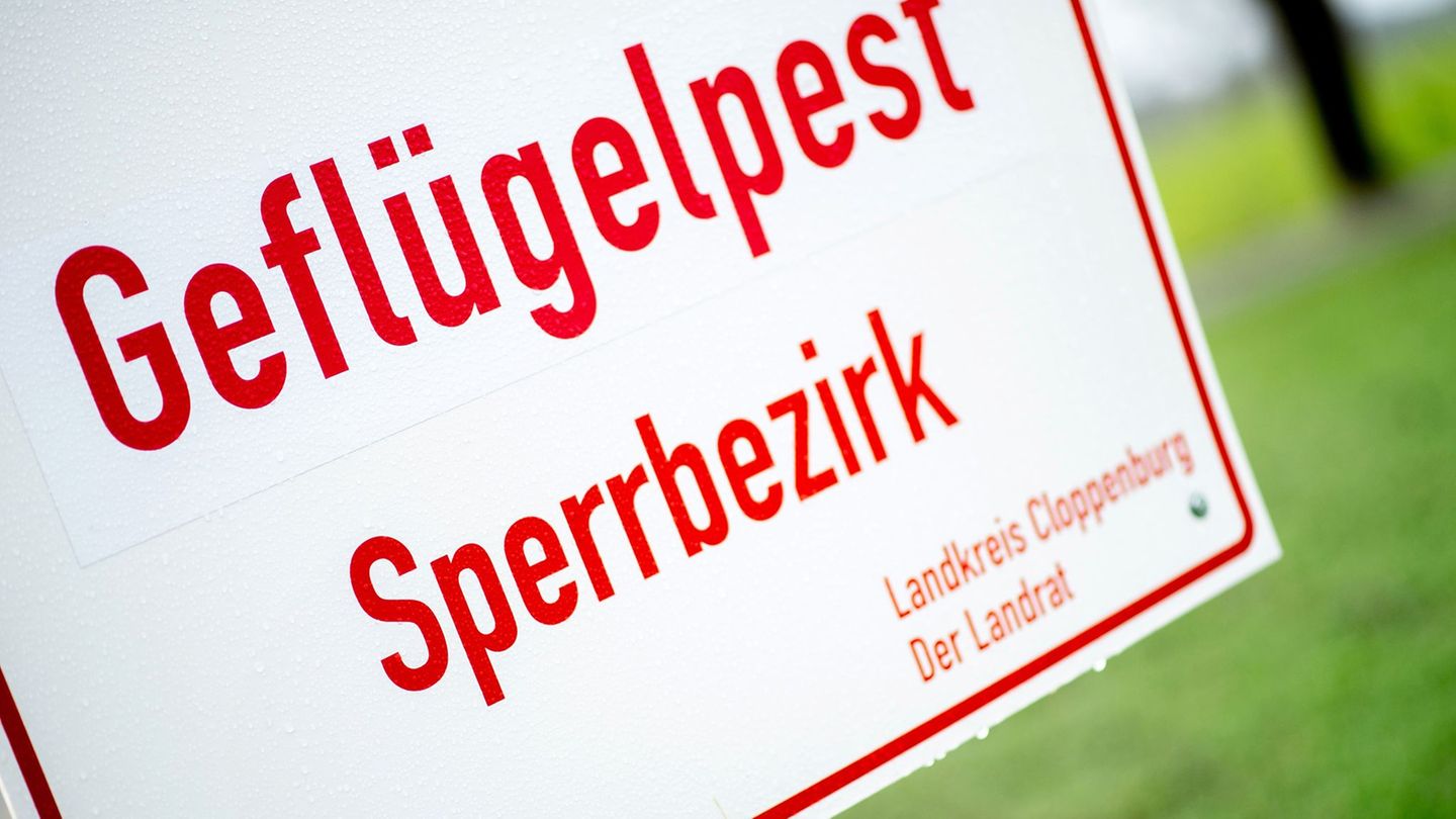 In dem betroffenen Betrieb wird nun der Bestand von 7.400 Puten tierschutzgerecht getötet. (Symbolbild) Foto: Hauke-Christian Di