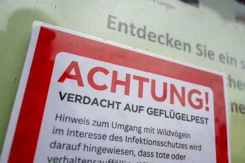 Für Menschen besteht keine besondere Gefahr. (Symbolfoto) Foto: Christophe Gateau/dpa