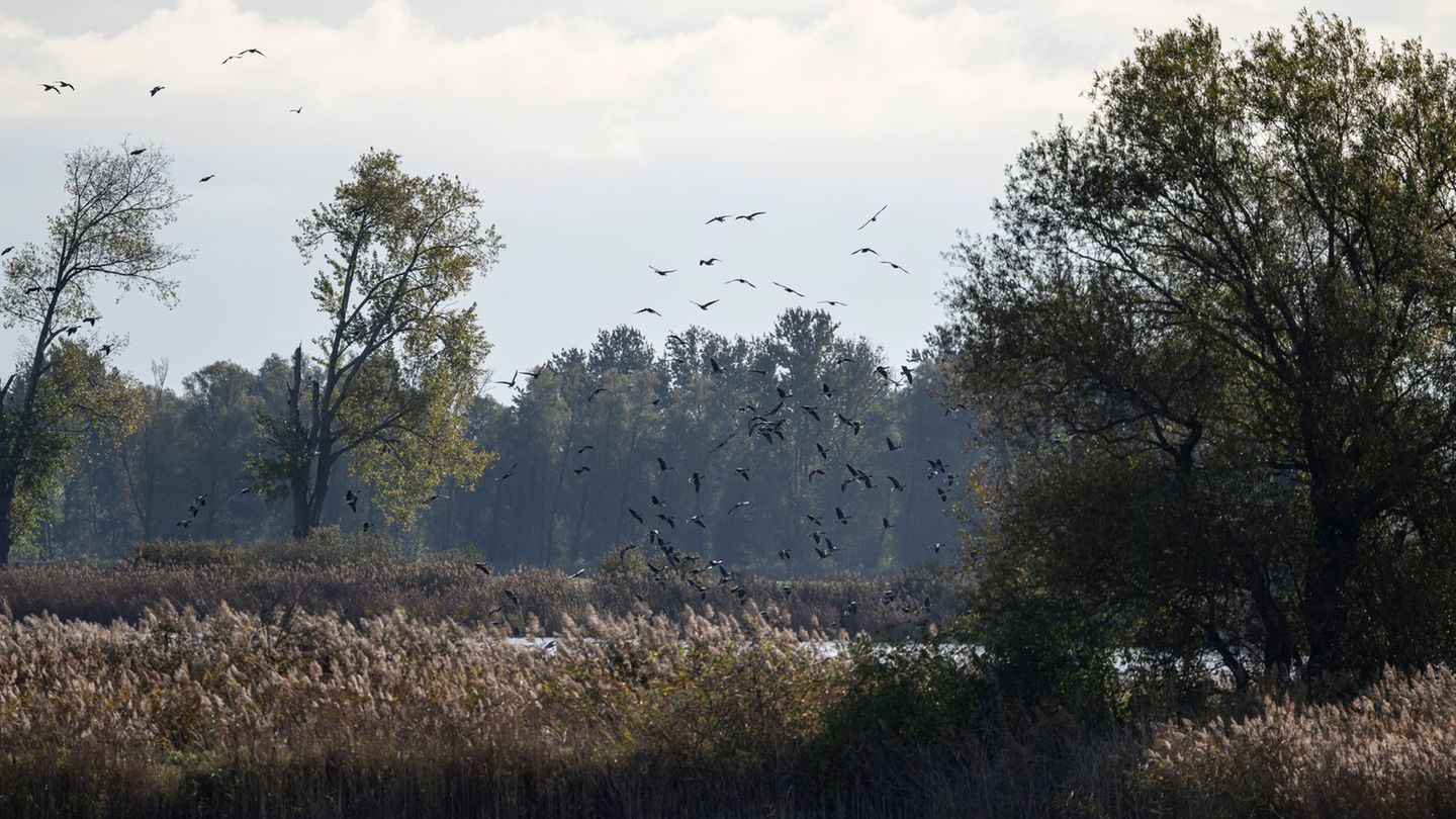In Niedersachsen wurde der Erreger jüngst bei einem Entenbestand entdeckt. Foto: Fabian Sommer/dpa