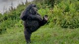 Gorilla in der Natur
