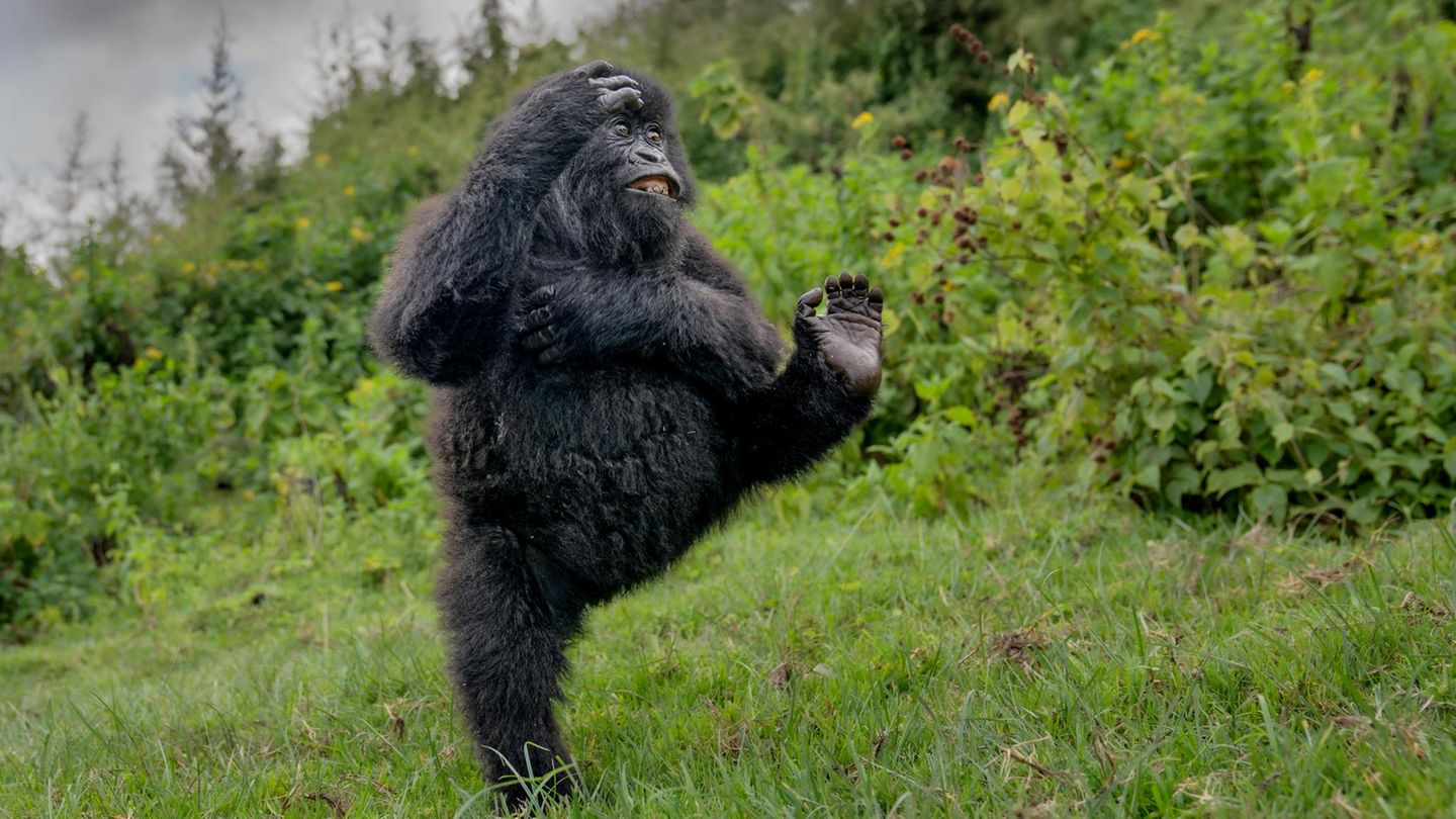 Kick it like Beckham Gorilla in nature