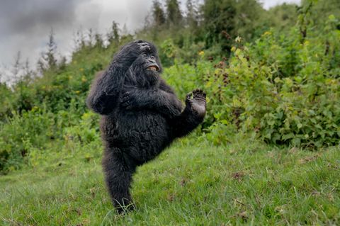 Gorilla in der Natur