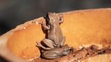 Riesenfrosch