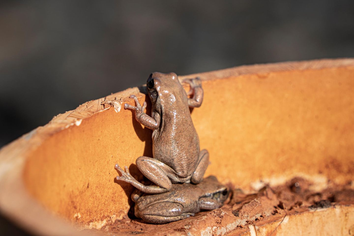 Räuberleiter Riesenfrosch