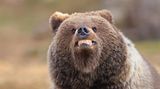 Braunbär