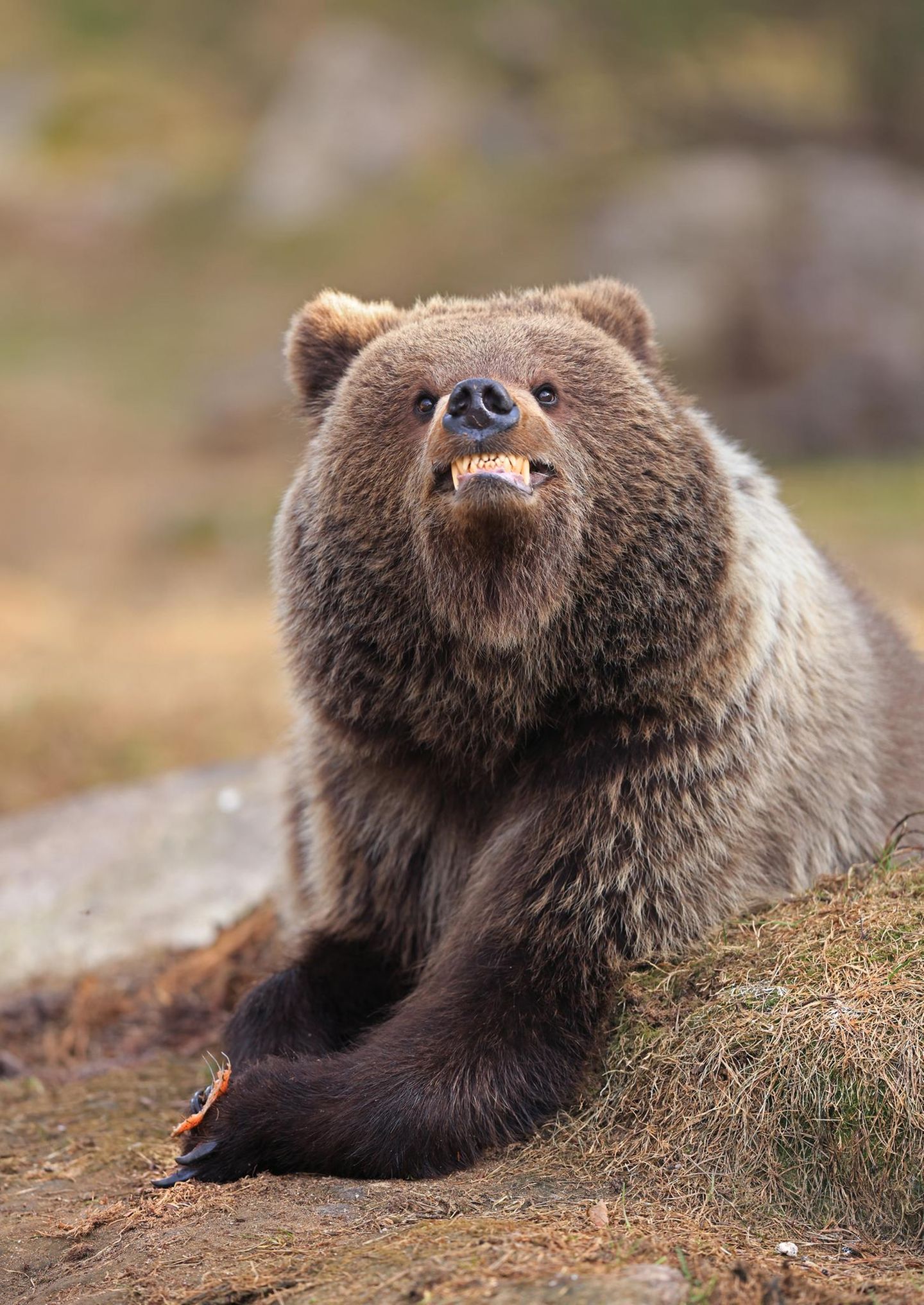 Braunbär
