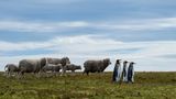Königspinguin-Paare und Schafe